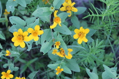 Heliopsis annua