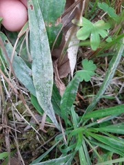 Podosphaera plantaginis