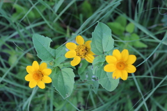 Heliopsis annua