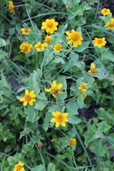 Heliopsis annua