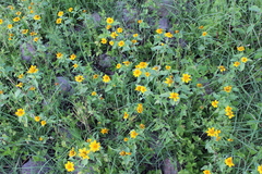 Heliopsis annua