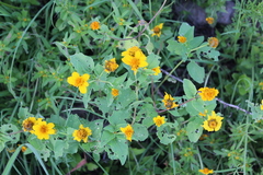 Heliopsis annua