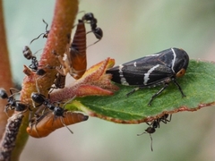 Eurymeloides bicincta
