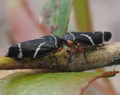 Eurymeloides bicincta