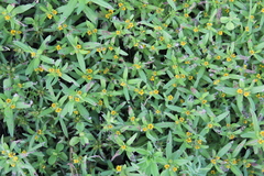 Melampodium sericeum