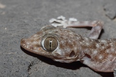 Ptyodactylus orlovi