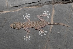 Ptyodactylus orlovi