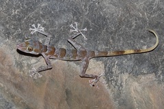 Asaccus platyrhynchus