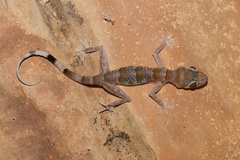 Asaccus platyrhynchus