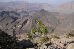 Euryops arabicus