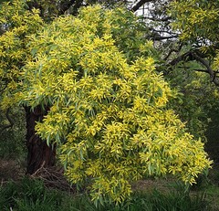 Juliflorae