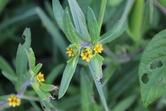 Melampodium sericeum