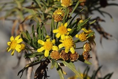 Euryops arabicus