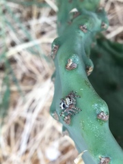 Phidippus audax