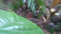 Amphicnemis gracilis