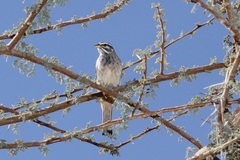Emberiza striolata