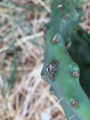 Phidippus audax