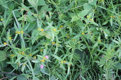 Melampodium sericeum