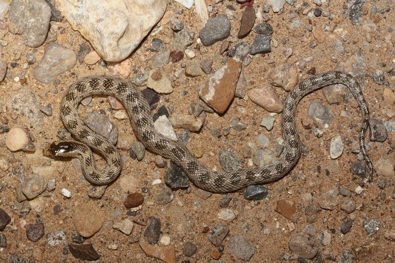 Crowned Leaf-nosed Snake
