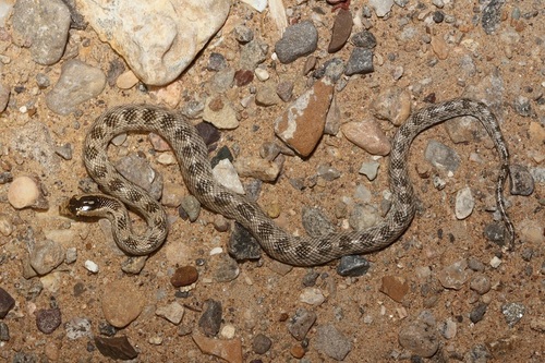 Crowned Leaf-nosed Snake