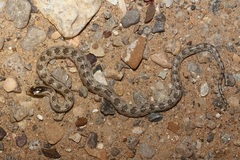 Awl-Headed Snake photo 3