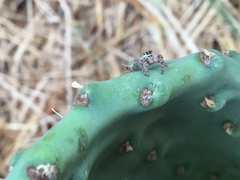 Phidippus audax