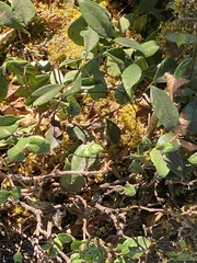 Sceloporus occidentalis