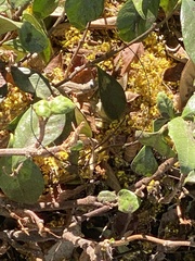 Sceloporus occidentalis
