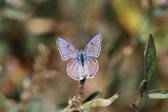 Tarucus theophrastus