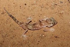 Stenodactylus leptocosymbotes