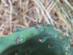 Phidippus audax