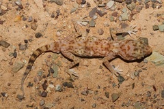 Stenodactylus leptocosymbotes