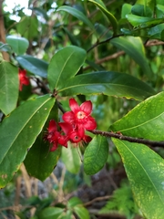 Ochna thomasiana