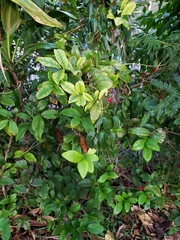 Ochna thomasiana