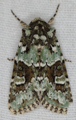 Lacinipolia strigicollis