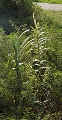 Arundo donax versicolor
