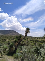 Yucca decipiens