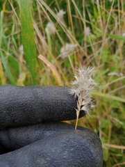 Enneapogon nigricans