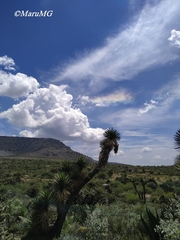 Yucca decipiens