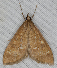 Mecyna mustelinalis