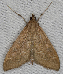 Mecyna mustelinalis