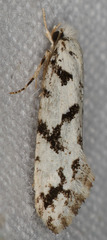 Nemapogon granella