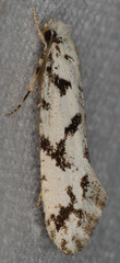 Nemapogon granella