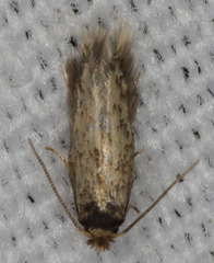 Nepticuloidea