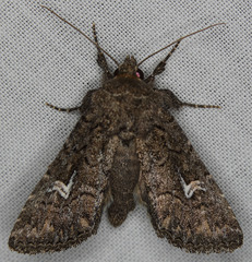 Properigea niveirena