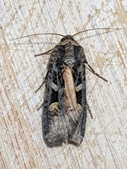 Actebia fennica