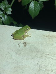Hyla japonica