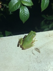 Hyla japonica
