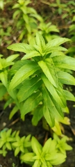 Limnophila aromatica