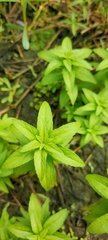Limnophila aromatica